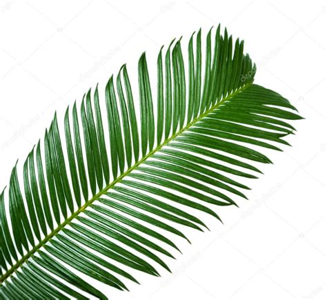 Green Palm Branch On Light Background — Stock Photo © Belchonock 72757253