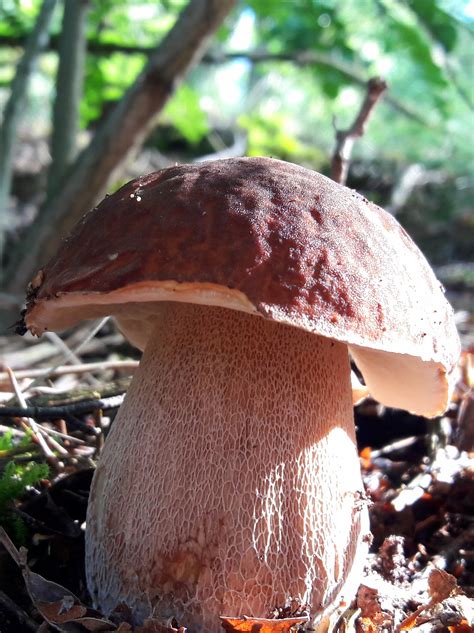 Grzyby stanowią ponad 100 tysięcy gatunków form materii żywej, występując we wszystkich zakątkach kuli ziemskiej. Jadalne grzyby w Polsce - KF Złotów