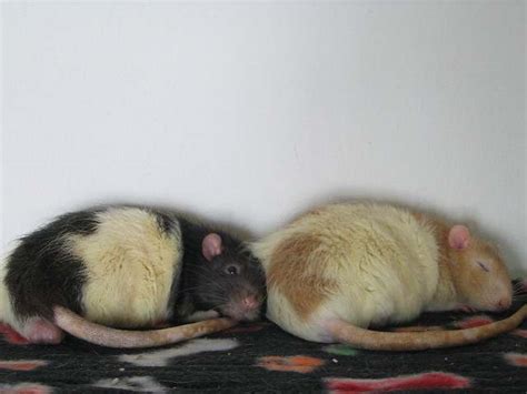 10 Small Animals That Can Make Great Pets