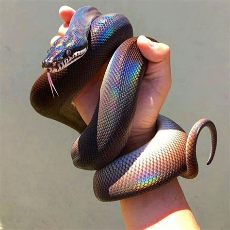 Rendering Iridescent Snake Skin Shader Blender Stack Exchange