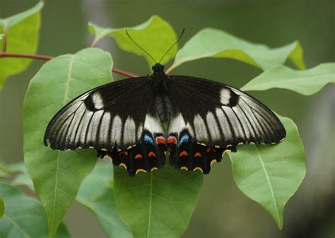 Papilio Aegeus Orchard Swallowtail Swallowtail Beautiful