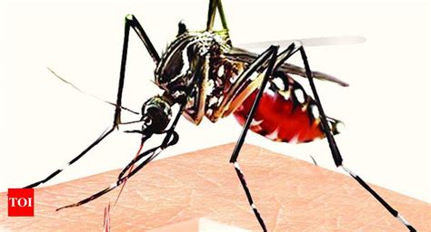 Pune With 108 Patients Japanese Encephalitis Spreads Beyond The