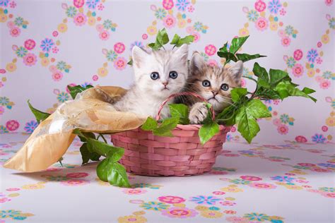 Cute Kittens Wallpapers Girly Life