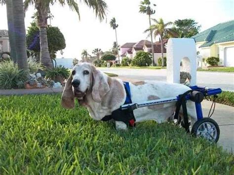 Unique Mobility For Disabled Dogs Joking Funny Pictures