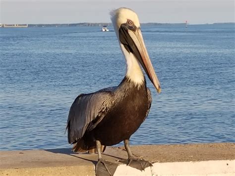 Brown Pelican On Abandoned Wharf Biloxi Mississippi Wildlifephotography