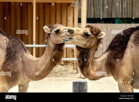 Two Hump Camel Zoo Hi Res Stock Photography And Images Alamy