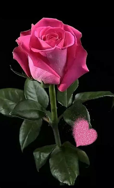 Hermosa Rosa Rosas Bonitas Rosas Púrpuras Y Flores Bonitas
