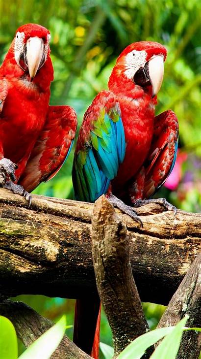 Exotic Birds Android 1080 1920 Wallpapers Mobile