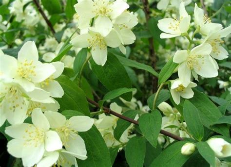 Pajasmin Philadelphus Coronarius Sadnica Po Izboru Zimootporan