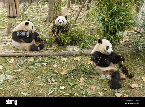 China Sichuan Province Chengdu Three Giant Panda Bears Ailuropoda