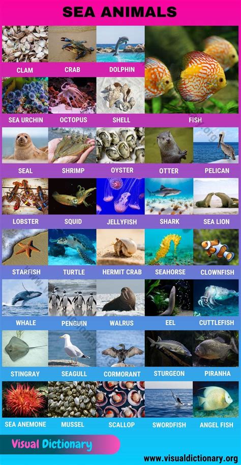 Sea Animals: Interesting Set of 35+ Ocean Animals Names - Visual