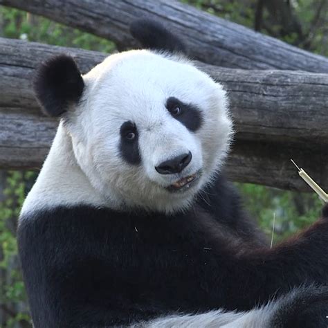 Vienna Zoo Pandas Refuse To Mate