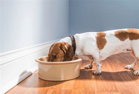 Dachshund Lifespan Facts You Should Know Pawleaks