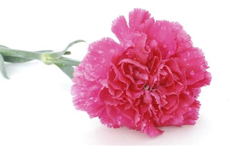 We did not find results for: Meanings of Carnation Flowers of Different Colors: Just ...