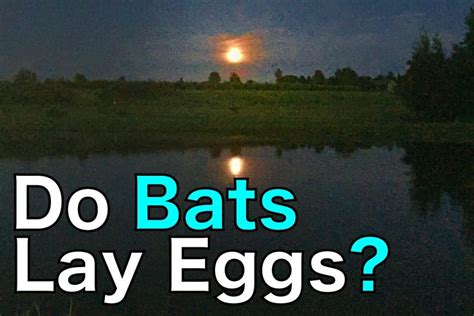 You can tell because they have larger eyes, generally larger and more dexterous thumbs and they also do not echolocate. 7 Interesting Things You Didn't Know about Bat Birth ...