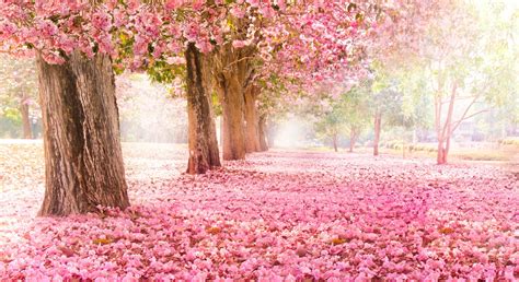 Falling Petal Over The Romantic Tunnel Of Pink Flower Trees Romantic