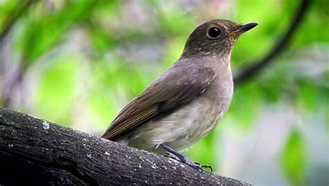 Bagaimana cara membedakan prenjak jantan dan betina ketika sudah dewasa atau anakan? Suara Burung Decu Betina Memanggil Jantan - Berbagai Suara