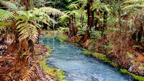 Whakarewarera Forest Forest In New Zealand Thousand