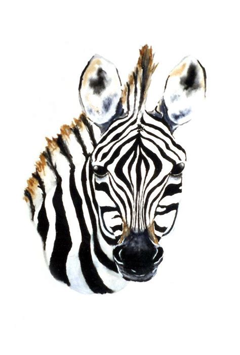 Watercolor Painting Zebra Foal African Wildlife Art Print Etsy