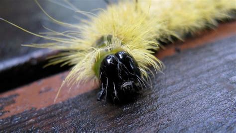 Painful Stinging Caterpillars Seen In Georgia