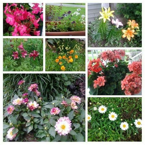 My Summer Blooms 2015 Bloom Plants Garden