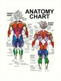 See more ideas about muscle names, workout, fitness tips. Image result for muscle diagram of male body | F17 MENS ...
