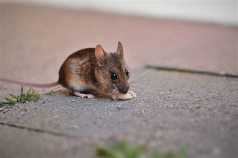 Types Of Mice In The Uk Mouse Identification And Facts Pest Defence