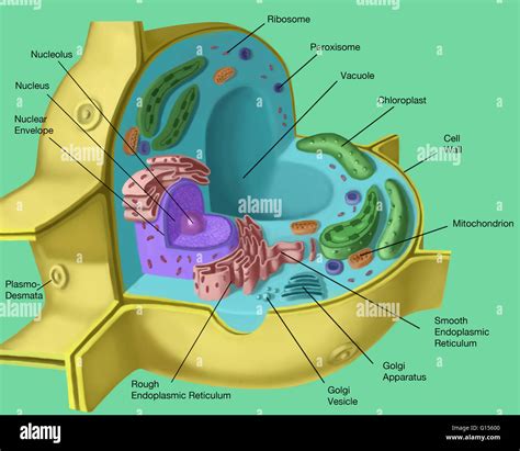 Structure Of Plant Cell Diagram Labeled Functions And Diagram