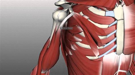 For example, the biceps muscle, in the front of the upper arm, is a flexor, and the triceps, at the back of the upper arm, is an extensor. Muscles of the Upper Arm - Anatomy Tutorial - YouTube
