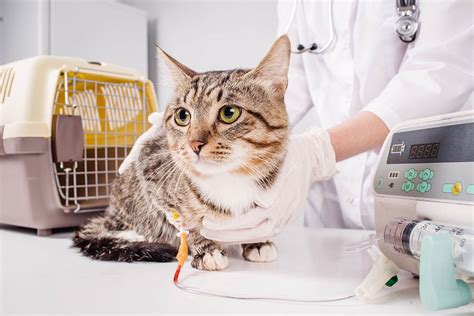 Cat Emergency Urgent Veterinary Care Meadows Cat Hospital