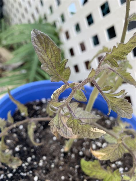 Why Are These Tomato Leaves Turning A Shade Of Black I Propagated