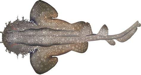 Tasselled Wobbegong Eucrossorhinus Dasypogon Marinewise
