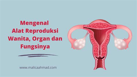 Yuk Mengenal Alat Reproduksi Wanita Dan Fungsinya Vrogue Co