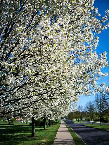 White flowered redbud trees also do occur. Flowering White Dogwood | White flowering trees, Spring ...