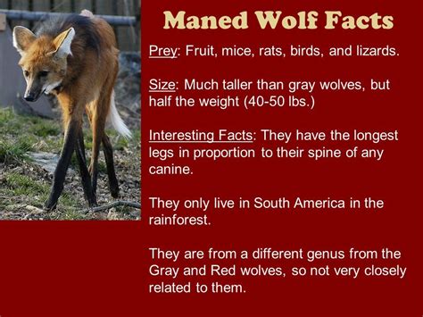 Maned Wolf Maned Wolf Long Legs Fun Facts