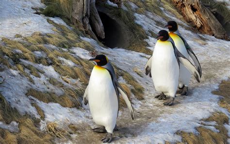 Animals Penguins Wallpapers Hd Desktop And Mobile