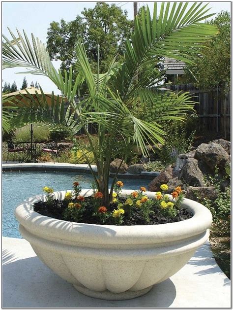 Outdoor pest controls, indoor pest controls, mosquito repellent extra large planters - Google Search | Extra large ...