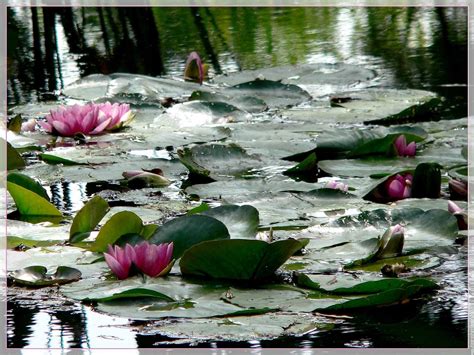 Si à giverny on cherche un centre, à lyons la place bensérade, espace en triangle sur lequel se mieux encore, l'originalité de normandie impressionniste est de ne pas s'en tenir aux expos des. Monet's Garden in Giverny, Normandy - Europe & Beyond