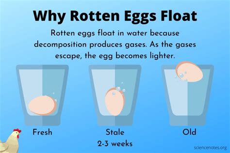 Why Bad Eggs Float And Good Eggs Sink