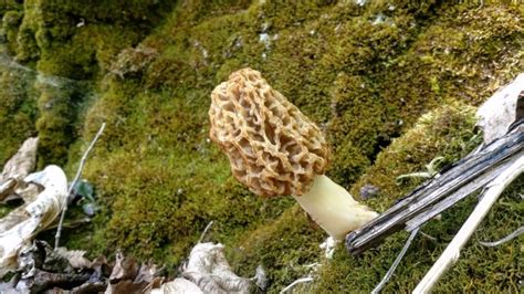 Morel Mushroom Hunting In Minnesota Youtube