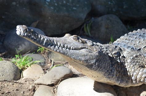 Freshwater Crocodile At Taronga Zoo Sydney Australia By Lonewolf6738
