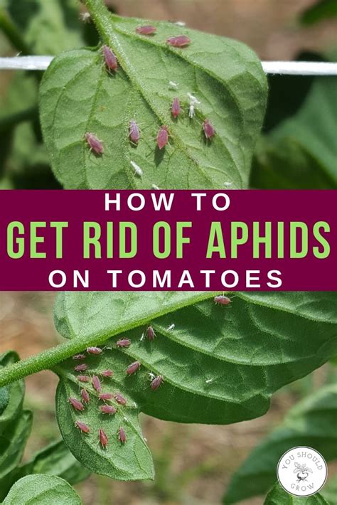 This is how i (deal with). Pin on Growing Tomatoes
