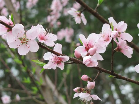 Peach Tree In Bloom By Dragonladyslair On Deviantart