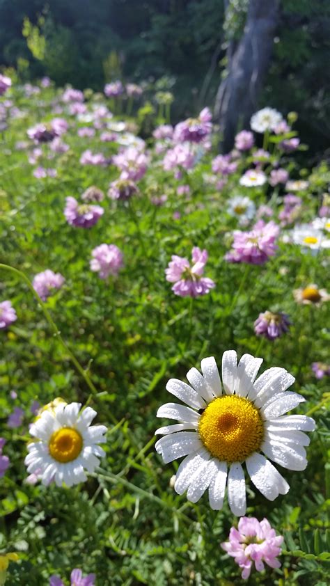 Free Images Flower Flowering Plant Petal Marguerite Daisy
