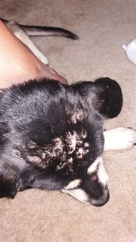 My Dog Has Bumps And Scabs On His Head Petcoach