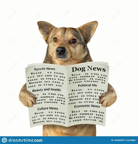 Dog Reads A Newspaper Stock Image Image Of Humor Data 144320387