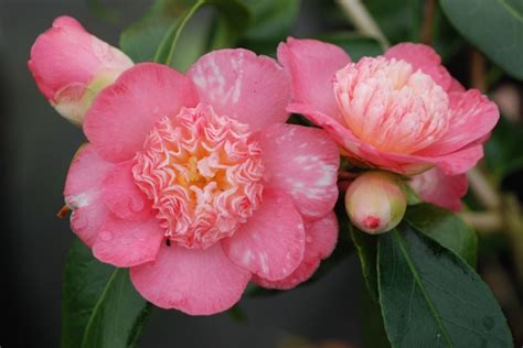 Camellia Baby Sis Pink