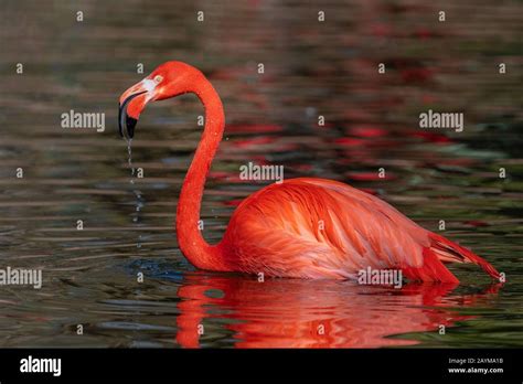 Greater Flamingo Phoenicopterus Roseus Phoenicopterus Ruber Roseus