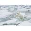 Polar Bear Cub Jumping From Ice Flow To Photograph By Darrell Gulin