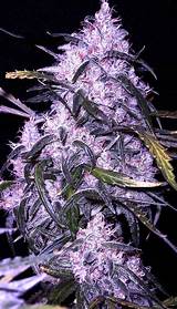 Best Marijuana Buds Pictures Images
